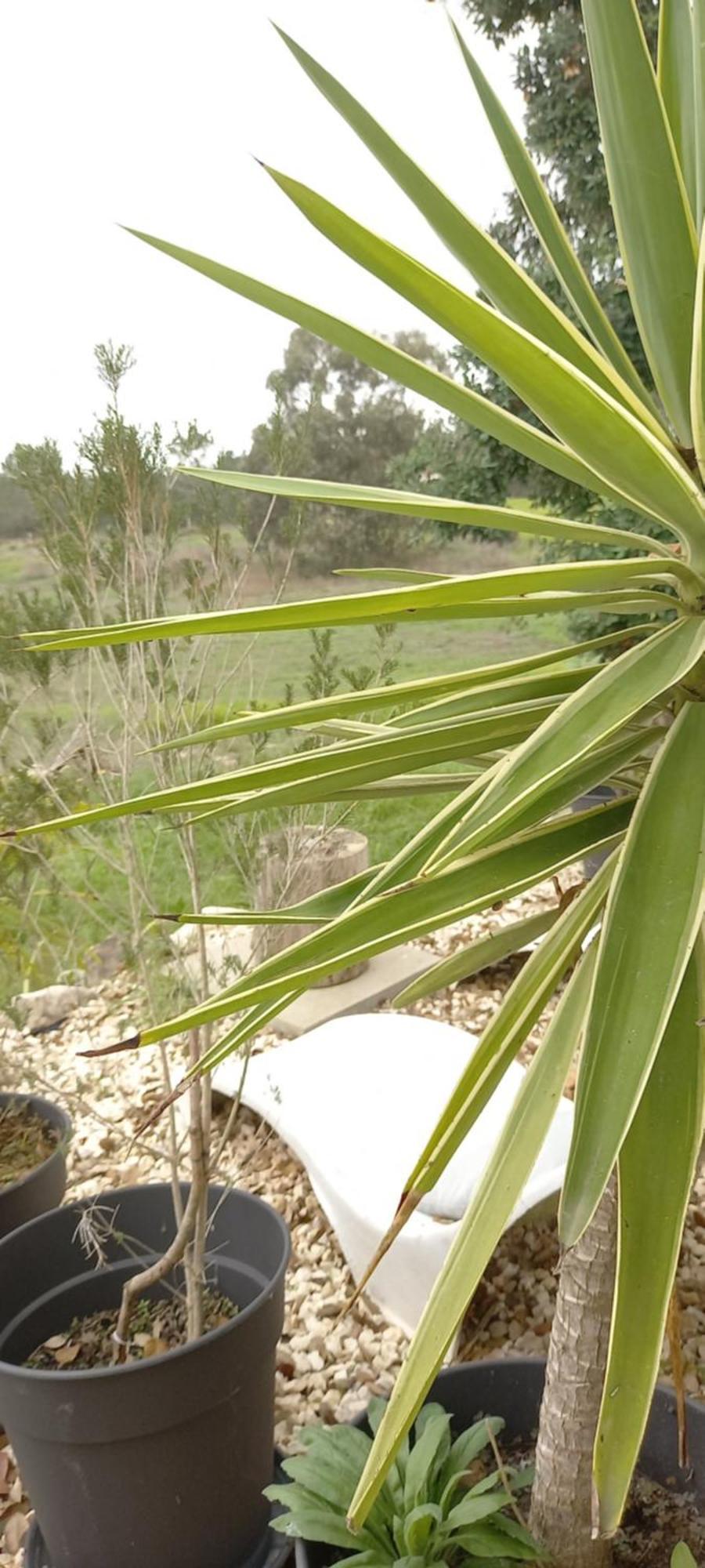 Monte Da Urze Aljezur - Agroturismo מראה חיצוני תמונה