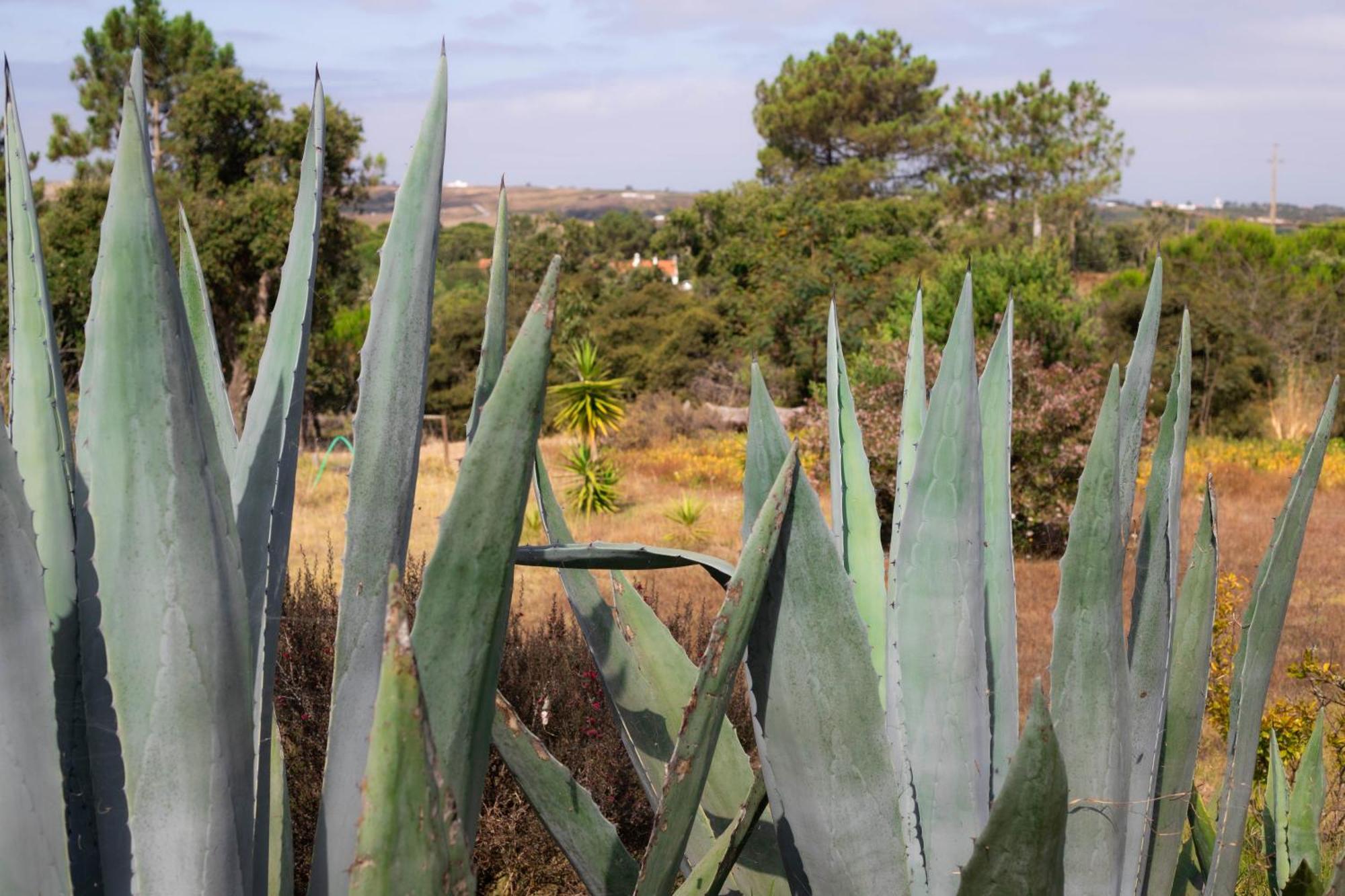 Monte Da Urze Aljezur - Agroturismo מראה חיצוני תמונה